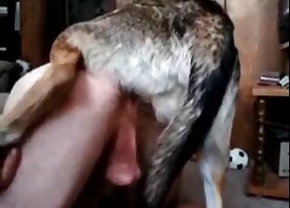 Aroused dog fucks hard the tight ass of a zoophile in bestiality scene