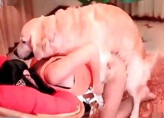 Nice labrador dog enjoys the presence of his cock in a lady’s cunt