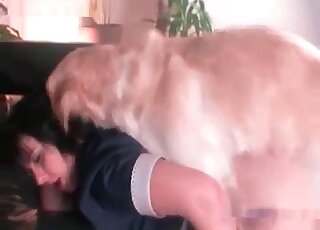 Retriever fucks his female master’s needy cunt in a closeup scene