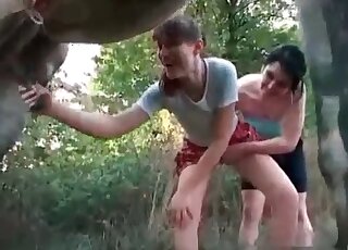 Lesbian chicks lick cunts and go for a huge dong of a horse