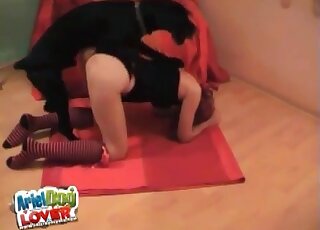 Black dog gets amazed by the smell and taste of a lady’s pussy