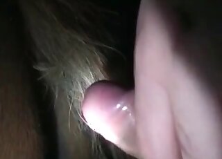 الرجل يدخل عضوه الذكري المشعر في فتحة كبيرة لحصان شهواني