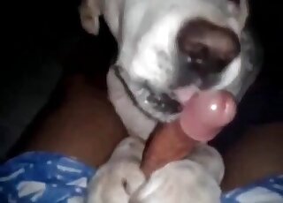Brave dude gets his dick sucked by his dog in a XXX zoophilia video