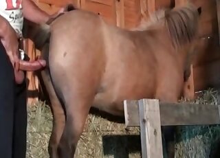 Zoo pervert stuffs his dick in horse’s deep ass in the barn