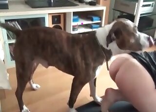 Hottie shows her bubble ass to a dog enjoys mind-blowing pussylick