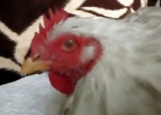 Perverted male fucks a helpless hen and enjoys it to the maximum