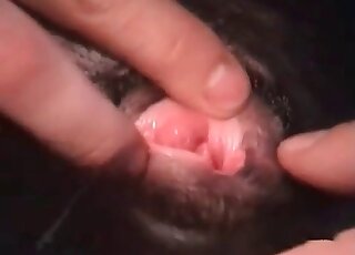 Crazy guy spoils his dog fucking the animal unbelievably hard