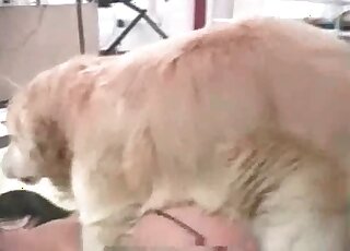 Fluffy dog looks happy while fucking horny babe from behind