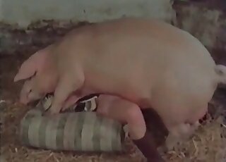 Huge boar fucks a skinny slut in a doggystyle and missionary poses