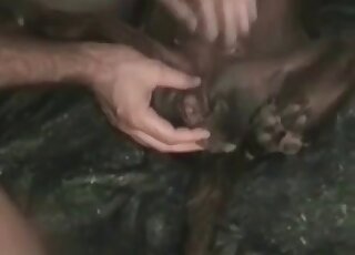 Nasty pervert bangs a hole of submissive animal in a beastiality vid