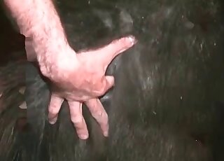 Animal sex addicted dude fists to a pony and fucks the beast ardently