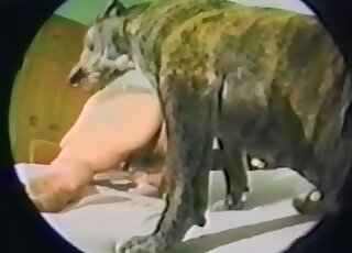 Naked mature with a hairy pussy experiences anal sex with a canine