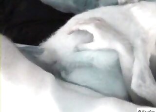 Zoo sex addicted dude gives a fuck to his dog in a hot XXX video