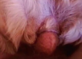 Hairy dude stuffs deep cunt of his female dog with his throbbing cock