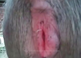 Horny pervert fucks a big animal and creampies it pink hole