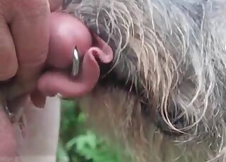 Crazy guy gets his pierced penis licked by his dog in a hot video