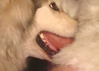 Breathtaking closeup video of a nice dog sucking a guy’s long cock