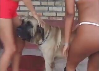 Sexy Latina MILFs give an awesome ride to a dog in a zoo porn scene
