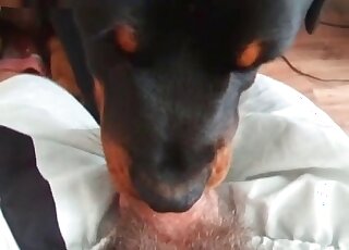 Dog likes sucking hairy dick of a perverted guy in front of his cam