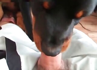 Dog likes sucking hairy dick of a perverted guy in front of his cam