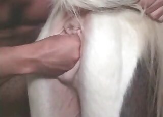 Zoo pervert licks and fists a horse’s pussy in a hot animal porno