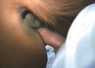 Zoophile guy fucks a horse and delivers creampies in her pussy