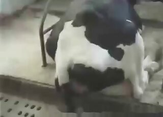 Fucking big animals is what this crazy zoophile really dreams about