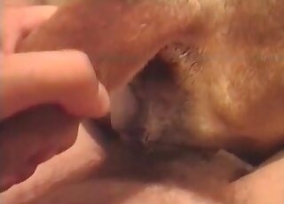 Animal sex addicted dude stuffs his dog with his huge hairy cock