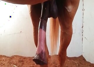 Zoo sex loving bitch takes a video of stallion’s cock getting erected