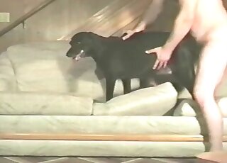 Guy inserts his pecker really deep into his dog’s hole in animal porno