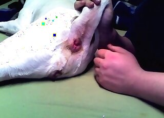 Mad guy fingers fucks his dog’s hole deep to make the animal excited