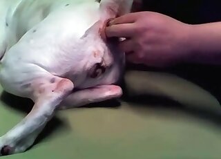 Mad guy fingers fucks his dog’s hole deep to make the animal excited