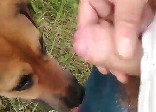 Dog likes to lick a man’s cock and to get drops of cum on its tongue