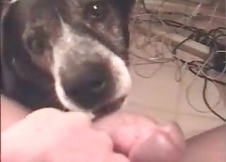 Dog enjoys licking penis of a naked guy and does it pretty well