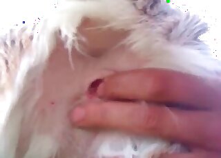 Dog gets fingerfucked by a horny fellow in a wild zoo porn action