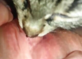 Dirty-minded slut gives her needy pussy to her cat to give a lick