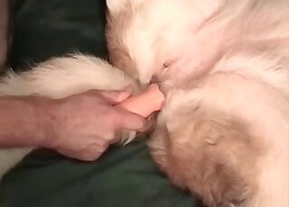 Weird zoophile guy shoves a sex toy into a deep hole of his pet dog