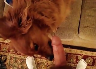 Lovely dog licks cock of a perverted guy giving him tons of pleasure