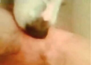 Patient dog licks ass of a nasty zoophile male and gets banged rough