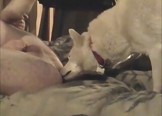 White dog licks ass of a crazy wanker while he is jerking off dong