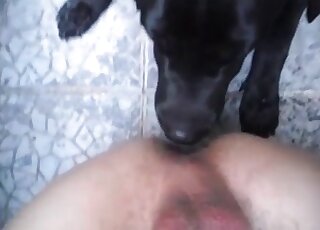 Naked pervert spreads legs to get cock and asshole licked by his dog