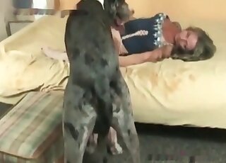 Aged slut in stockings spreads legs to be licked by a big dog