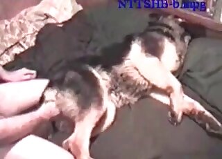 Insatiable zoo pervert licks his female dog and gives it a hot fuck