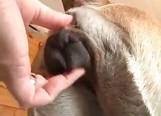 Wild pervert strokes pussy of a female dog and then bangs it rough