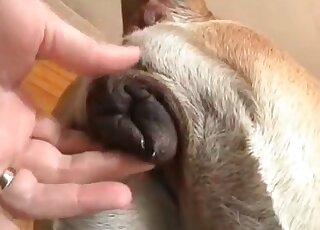 Wild pervert strokes pussy of a female dog and then bangs it rough