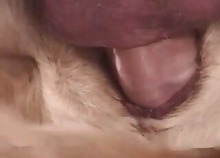 Female dog endures huge ereced cock of a dirty-minded zoophile