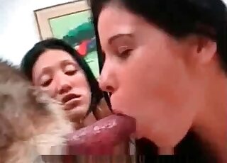 Two aroused whores don't mind sharing on erected dick of a dog