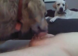 Dude spreads legs to let his dog lick his balls and cock properly
