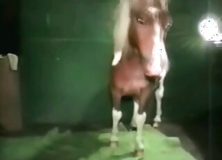 Awesome zoophile teases cock of a stallion in order to get orgasm