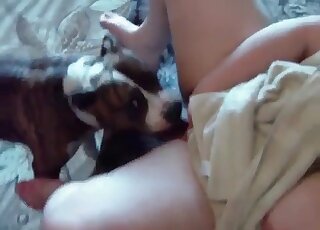 Fat mature wife moans while her trained dog is eating her cunt